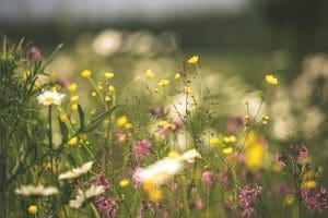 wildflower meadow at Elmsbrook eco-village
